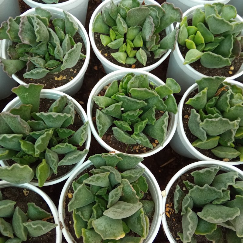 M-222: Adromischus Cristatus