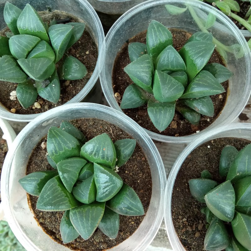 M-281: Haworthia Retusa