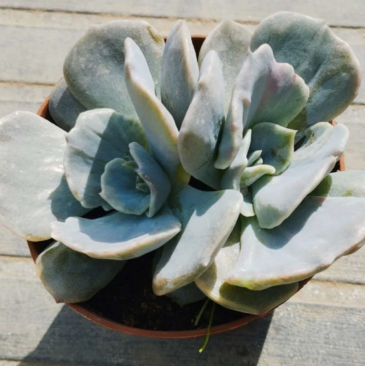 M-306A: Echeveria Lilacina Mounstrosa