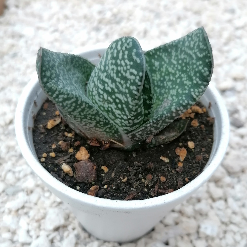 M-279: Gasteria