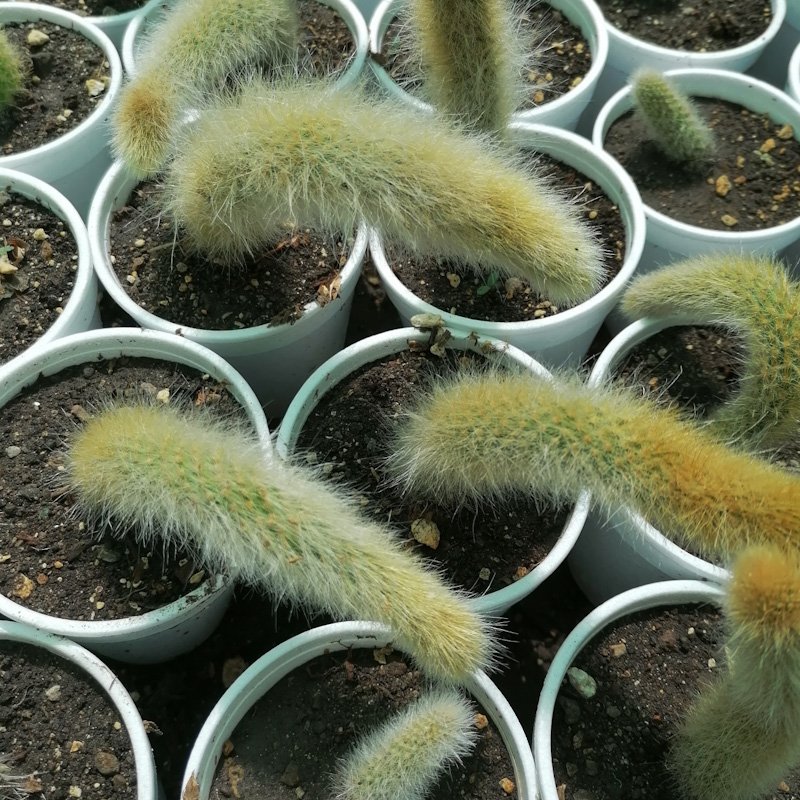 M-516: Cleistocactus Colademononis