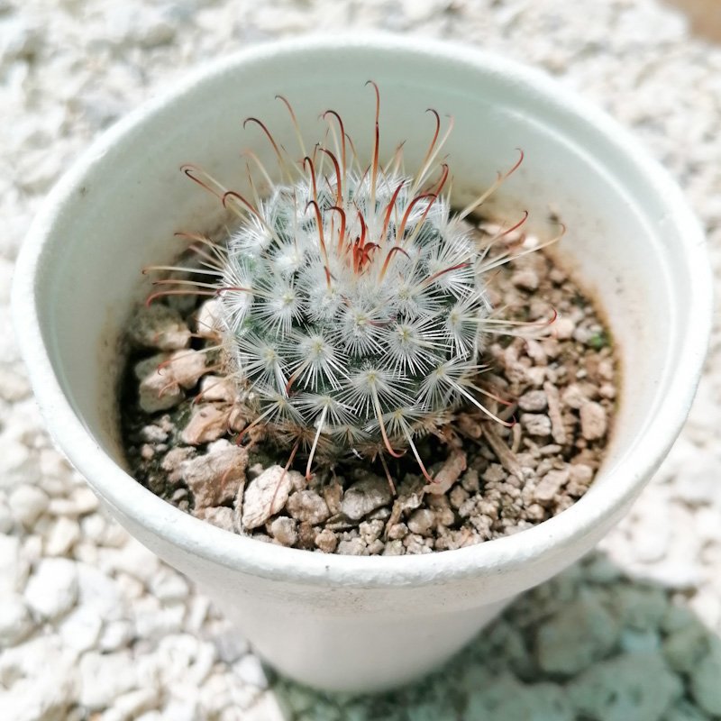 M-524: Mammillaria Bombycina