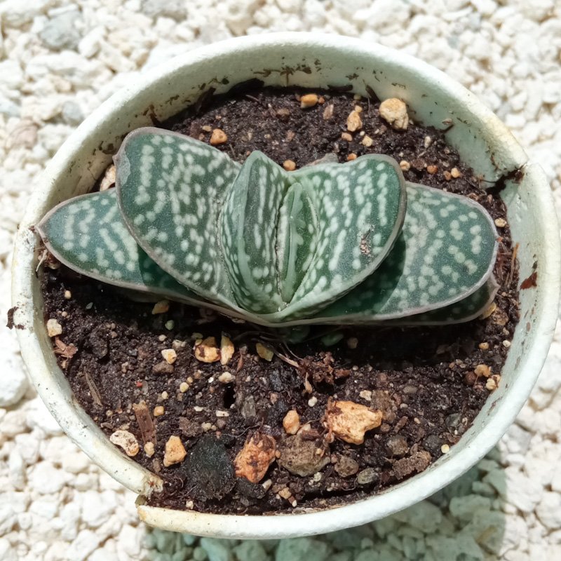M-291: Gasteria Little Warty