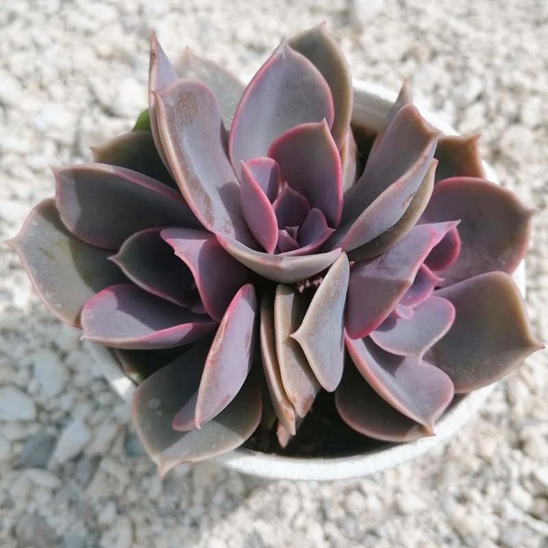 M-111B: Echeveria Perle Von Nurnberg
