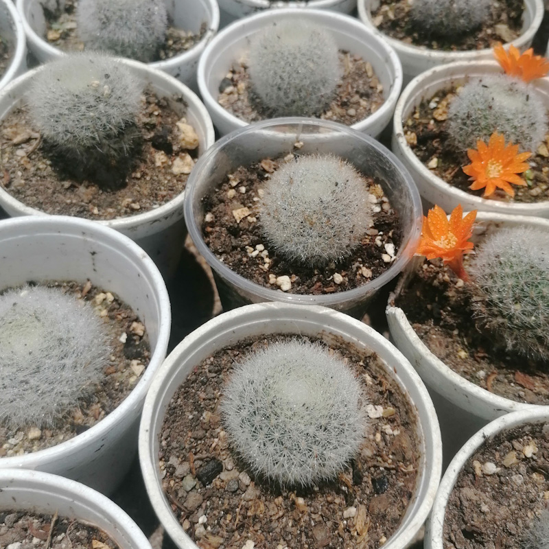 M-517: Mammillaria Johnson