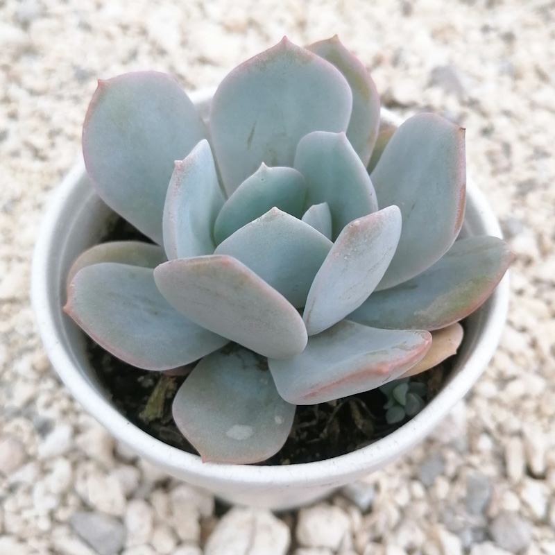 M-252:  Echeveria Caly Argentea