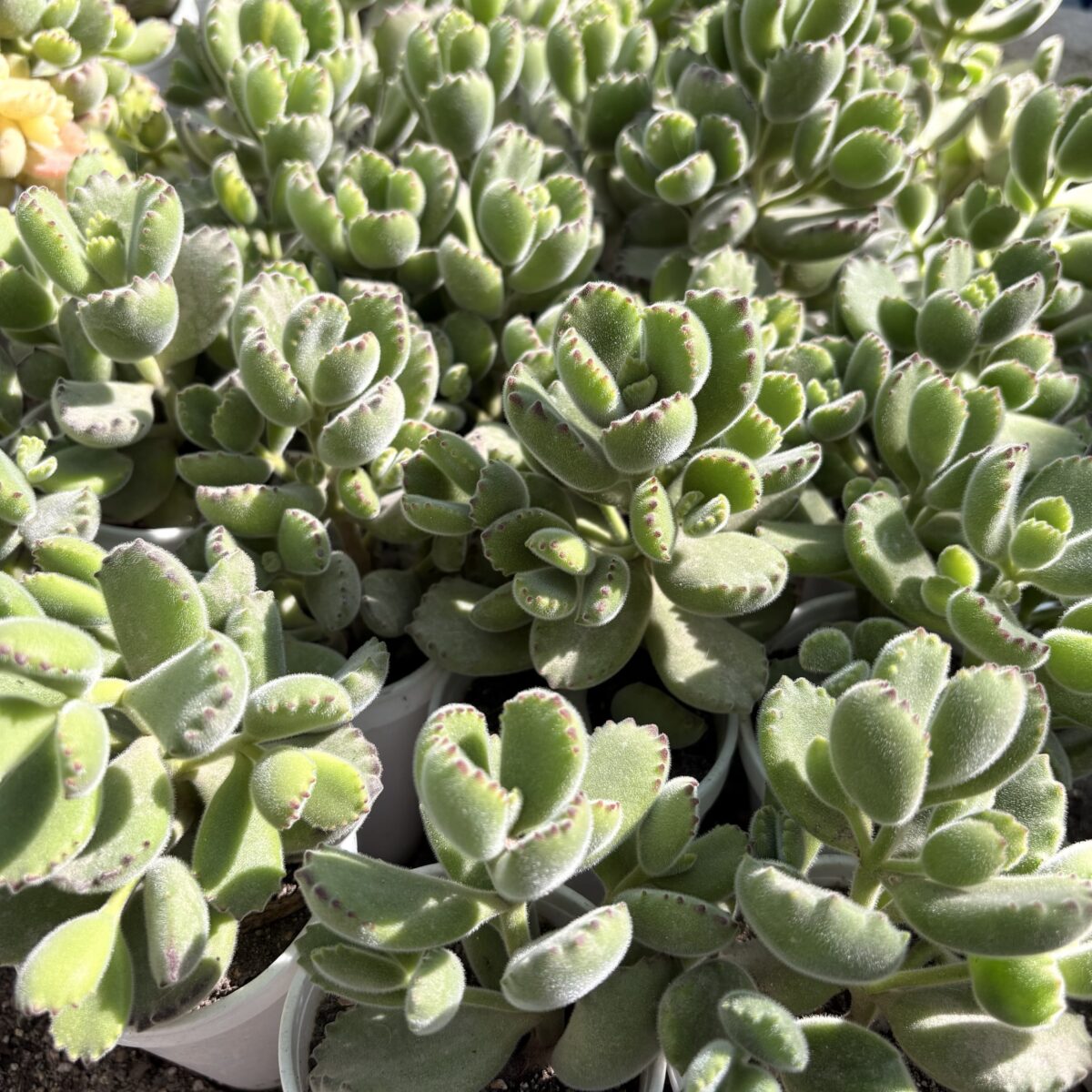 M-151: Cotyledon Tomentosa