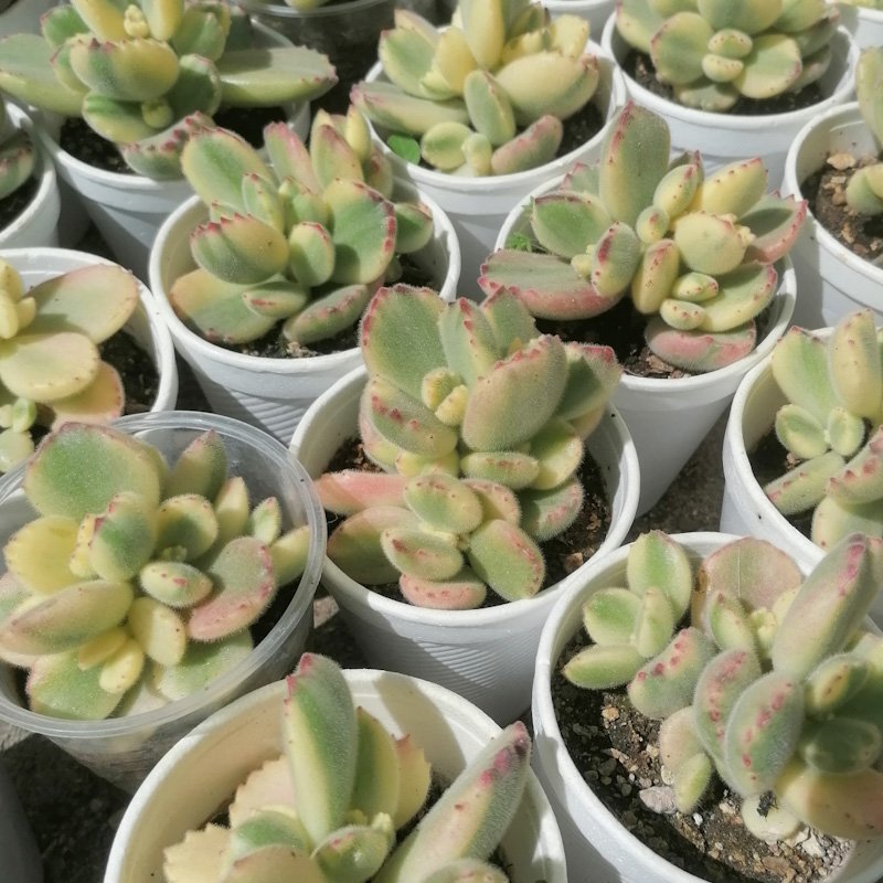 M-153: Cotyledon Tomentosa Variegata