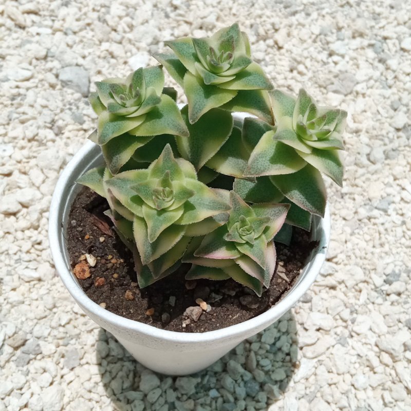 M-141: Crassula Perforata Variegata