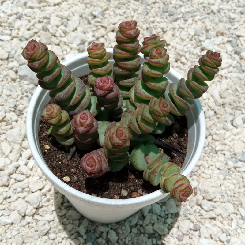 M-146: Crassula Rupestris SSP Marnieriana