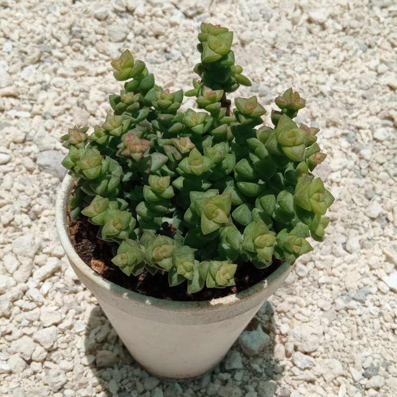 M-145: Crassula "Tom Thumb"