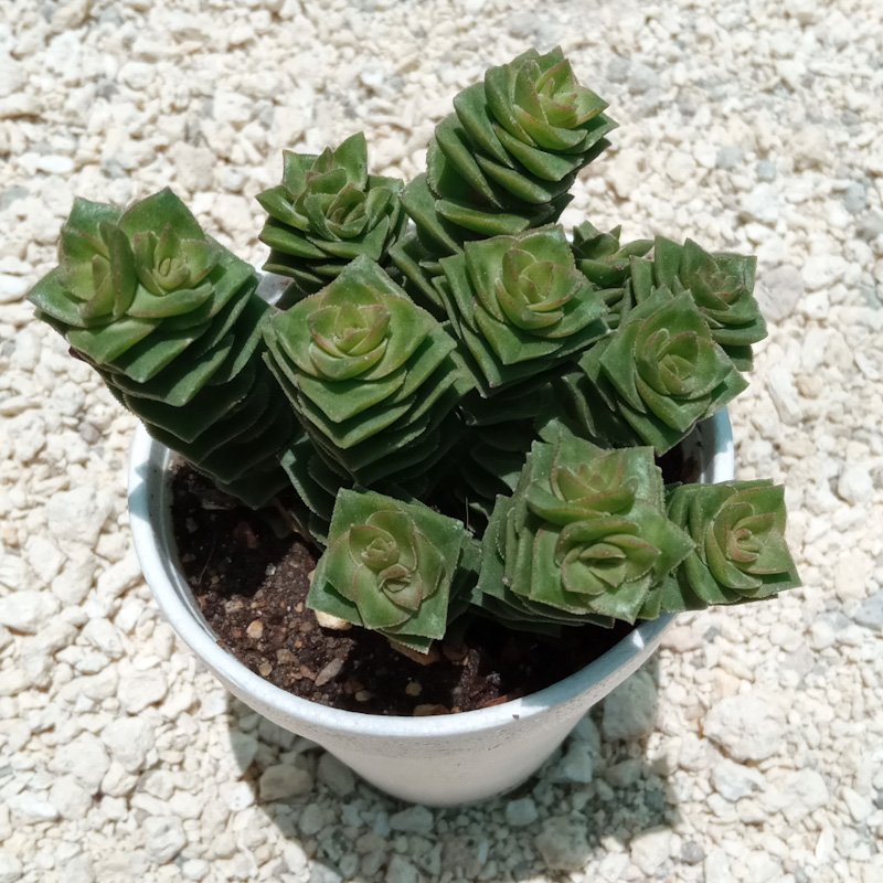 M-144: Crassula Socialis "Green Pagoda"