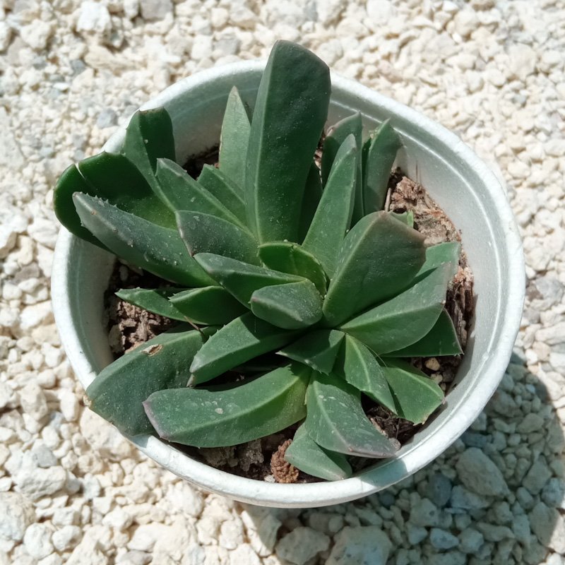 M-274: Acrodon Bellidiflorus