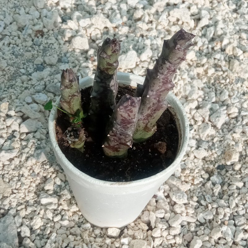M-199: Stapelia Orbea