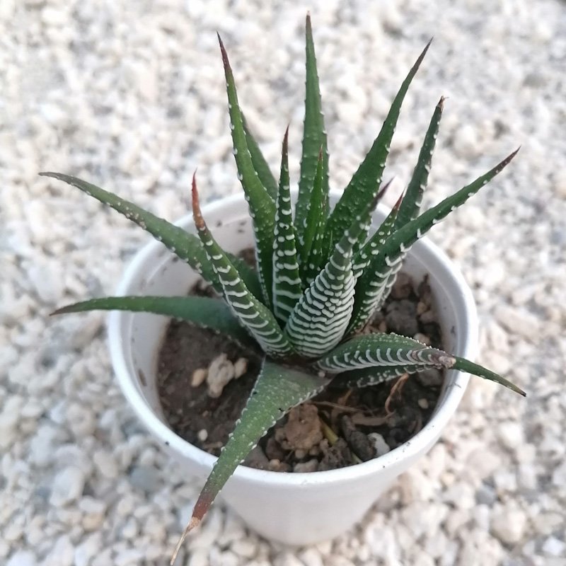M-232: Haworthia Attenuata Cebra