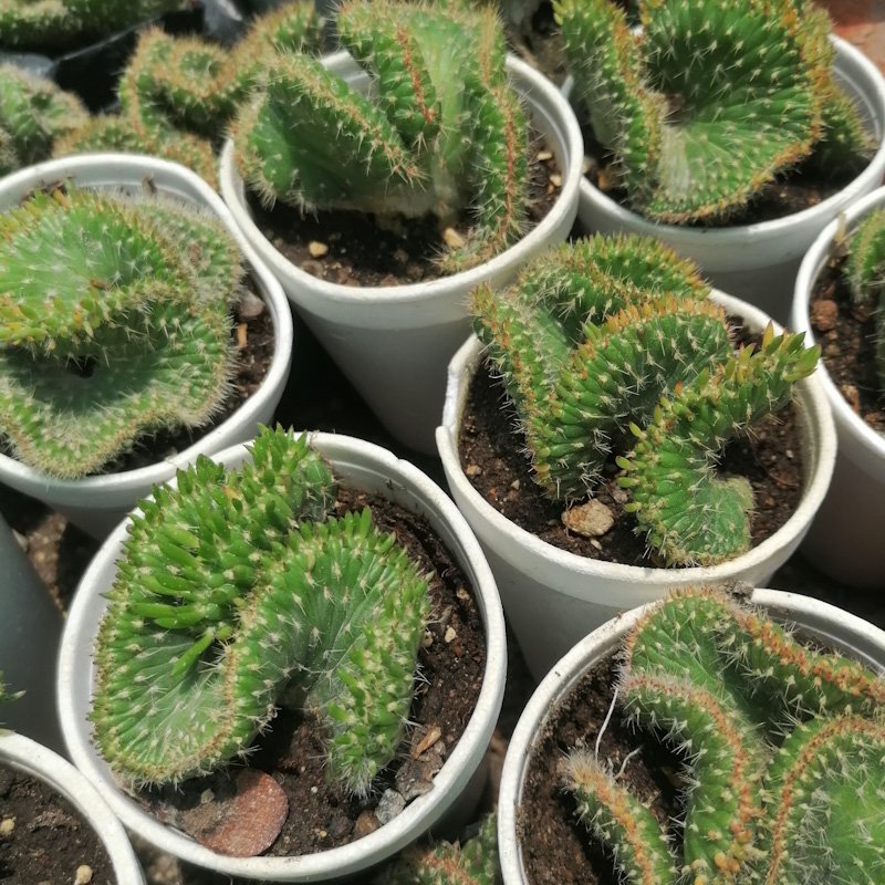 M-504: Opuntia Subulata Crestada