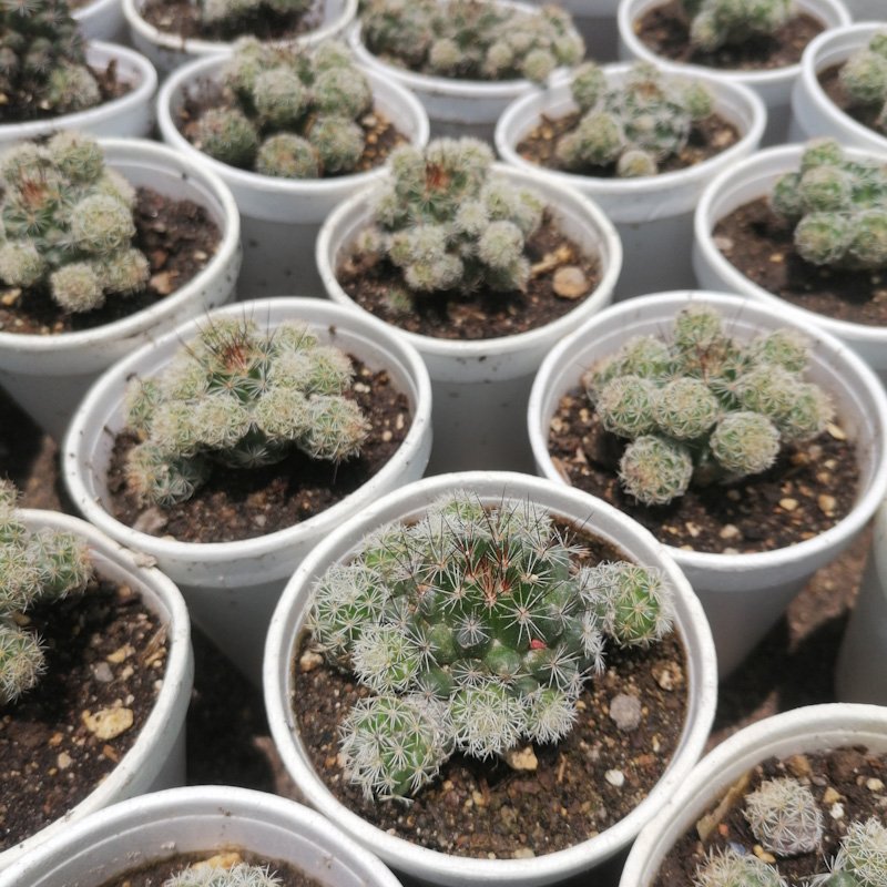 M-508: Mammillaria Gracilis Flor Rosada