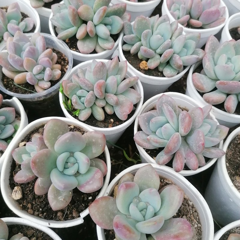 M-109A:     Pachyveria Opalina