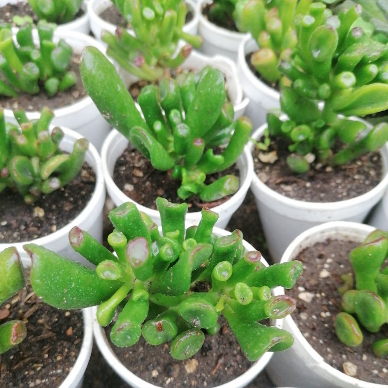 M-181:  Crassula Ovata Gollum