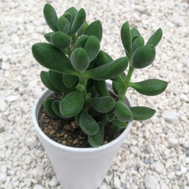 M-163: Crassula Rogersii
