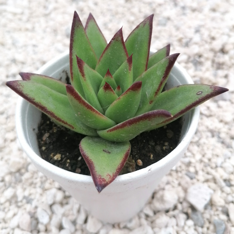 M-290: Agavoide Red Edge