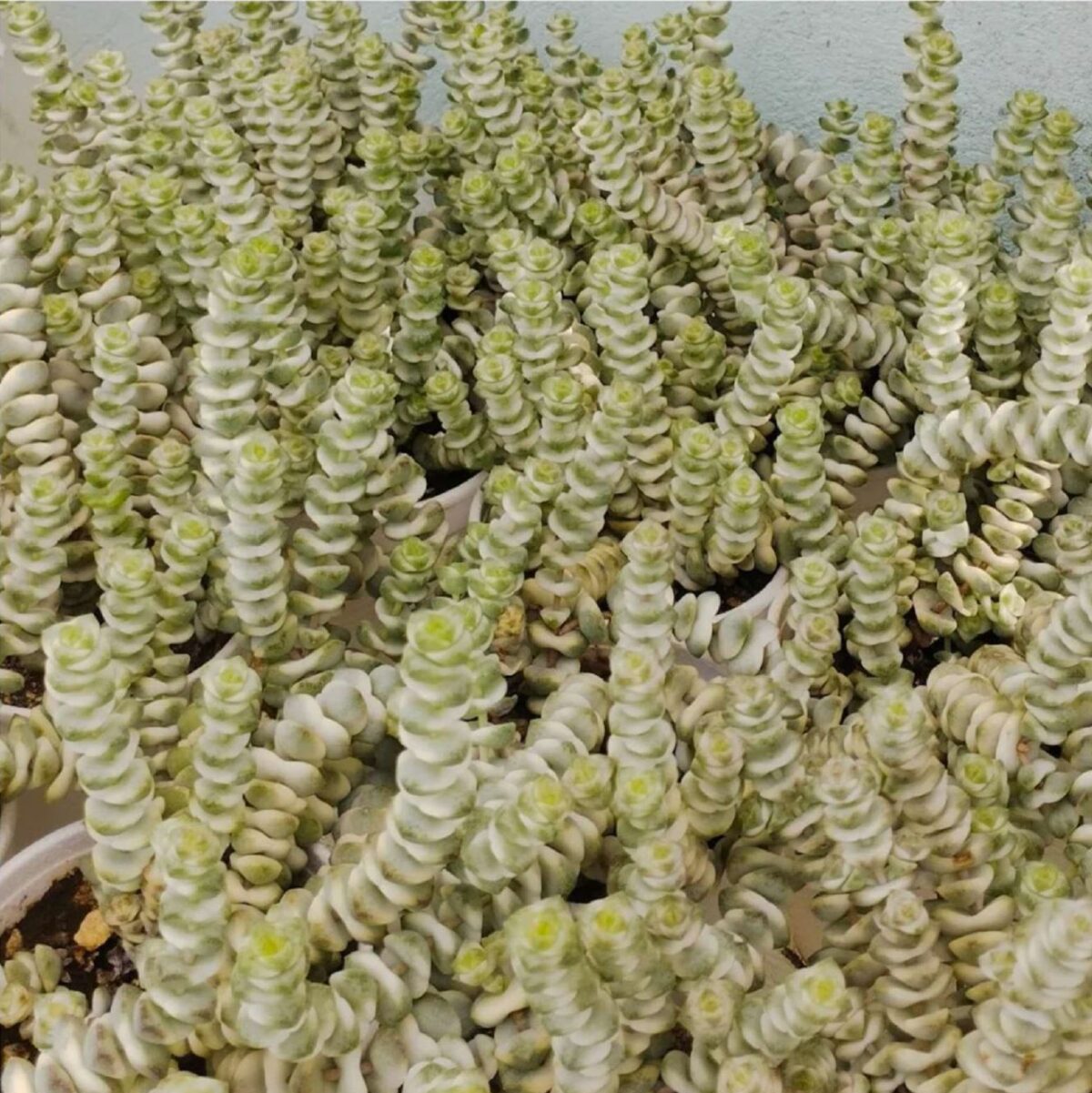 M-319B: Crassula Rupestris SSP. Marnieriana FMA. Variegada