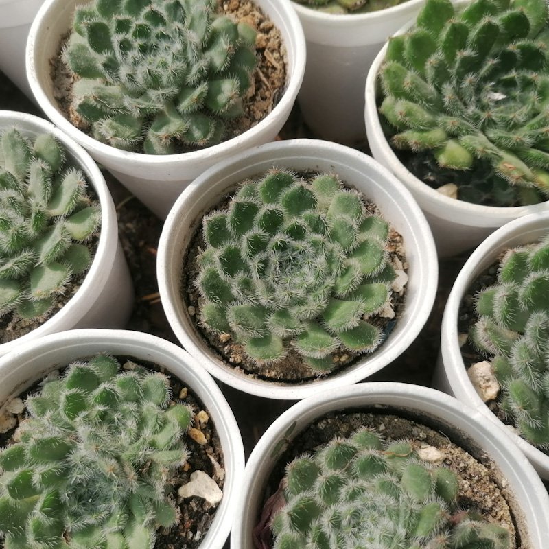 M-117: Echeveria Setosa Ciliata