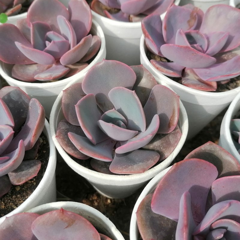 M-112: Echeveria Dusty Rose