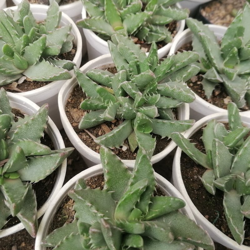 M-176: Faucaria Felina