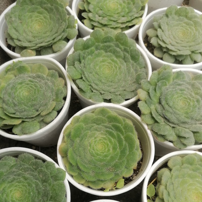 M-338: Aeonium Tabuliforme