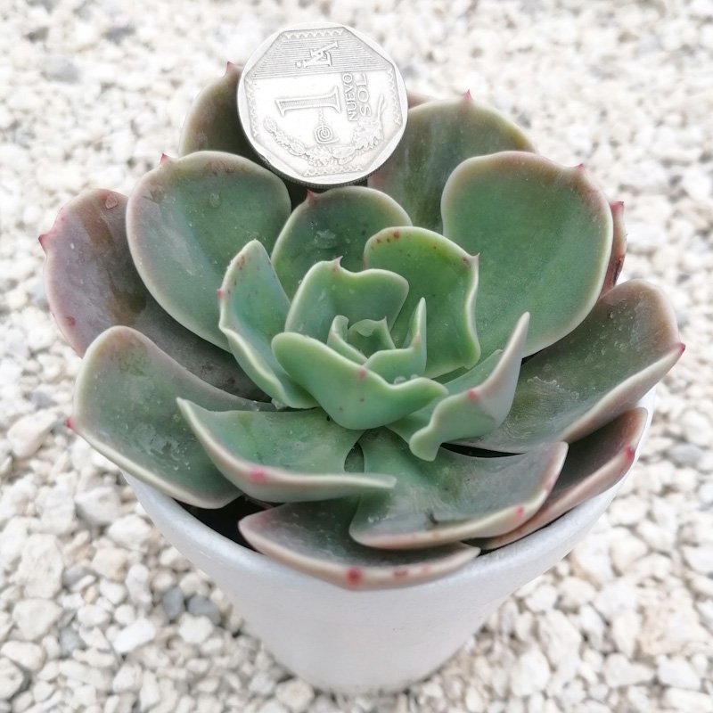 M-127A: Echeveria Gibbilflora