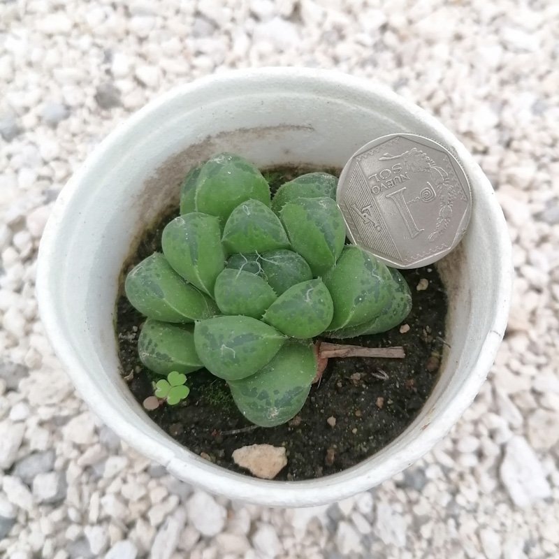 M-277: Haworthia