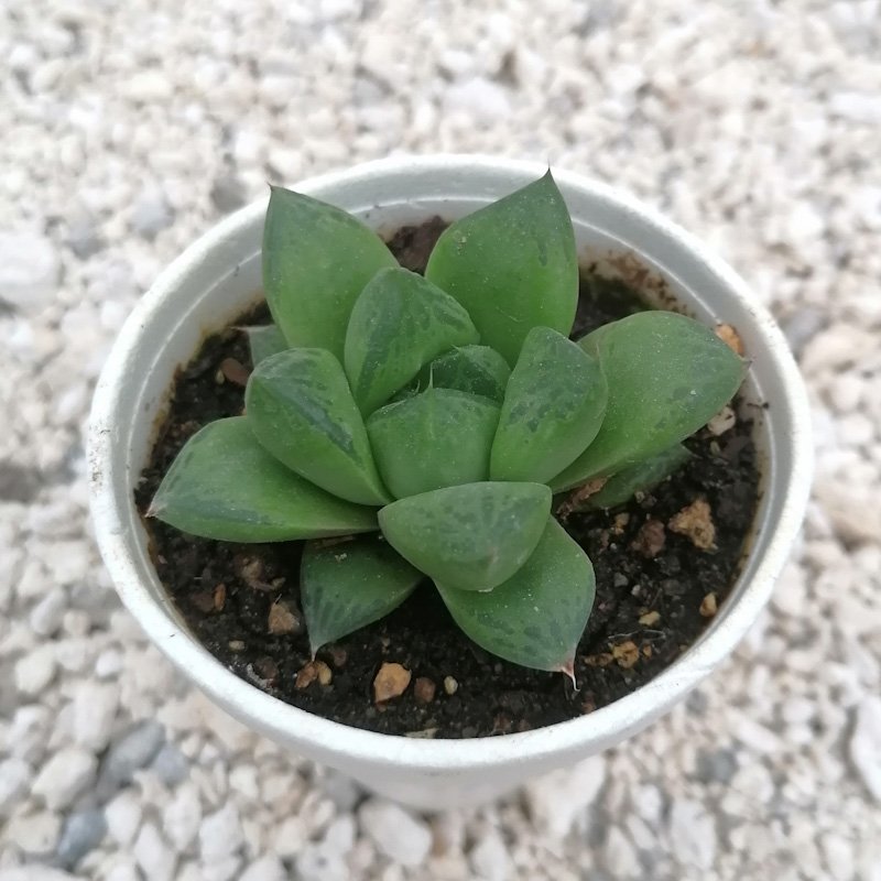 M-286: Haworthia