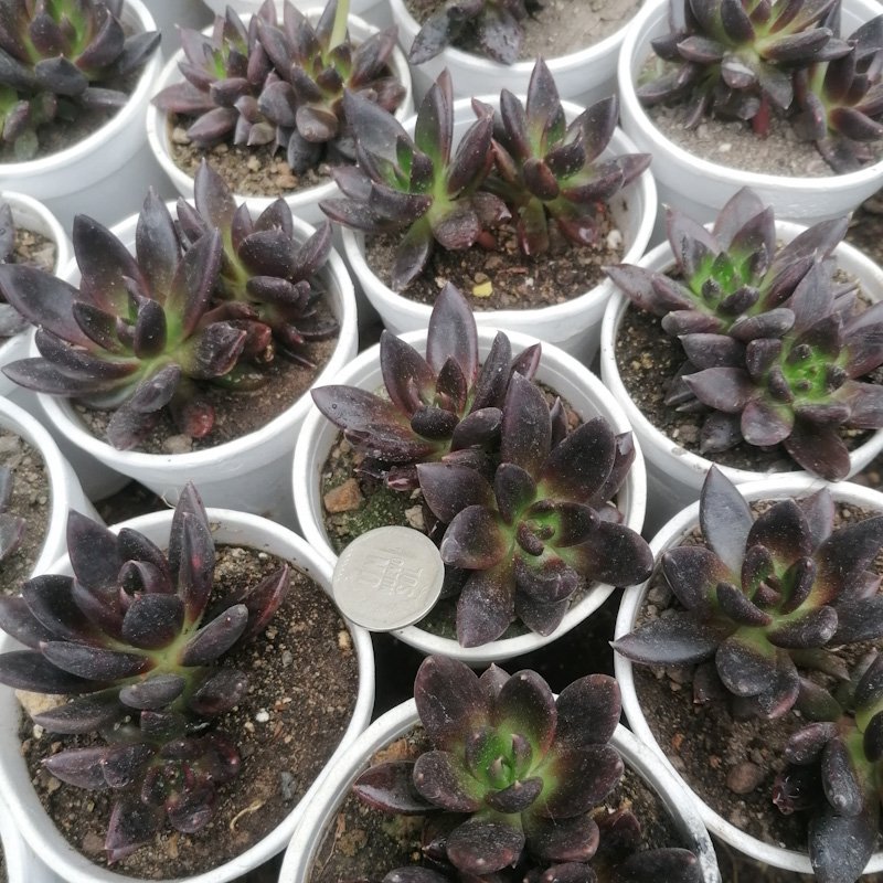 M-106A: Echeveria Black Knight