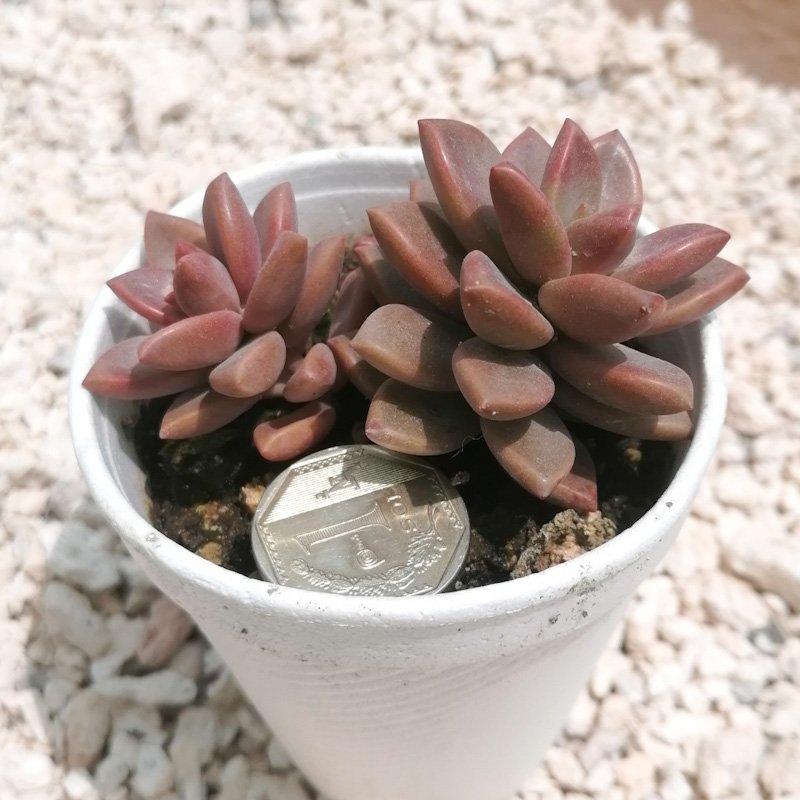 M-149: Graptosedum Bronze