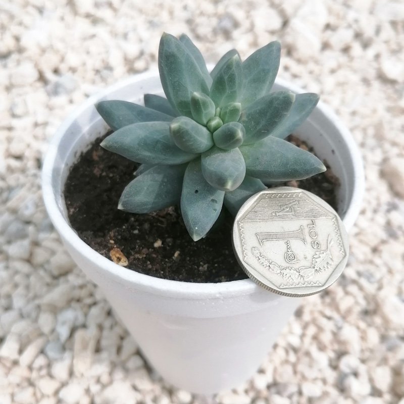 M-220: Pachyphytum Compactum