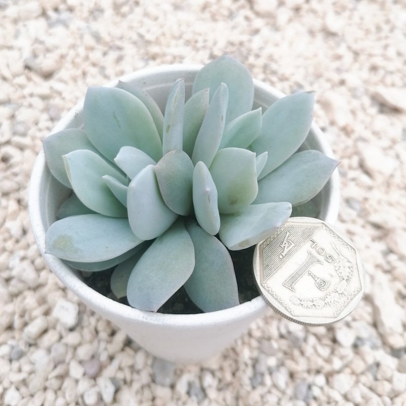M-252A: Echeveria Caly Argentea