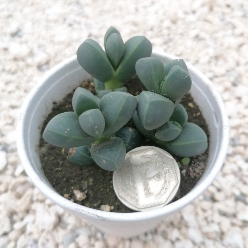 M-340: Delosperma Lehmannii