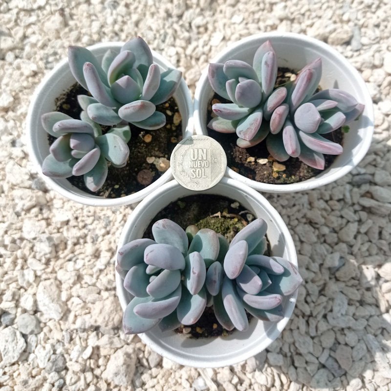 M-108A: Pachyveria "Powder Puff"
