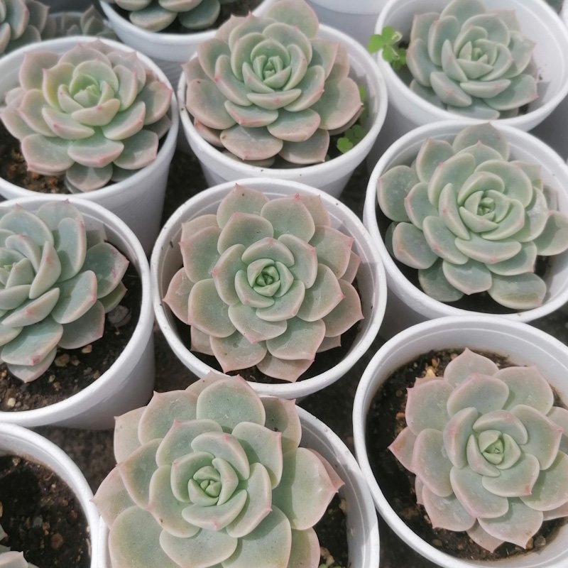 M-154:  Graptoveria Titubans