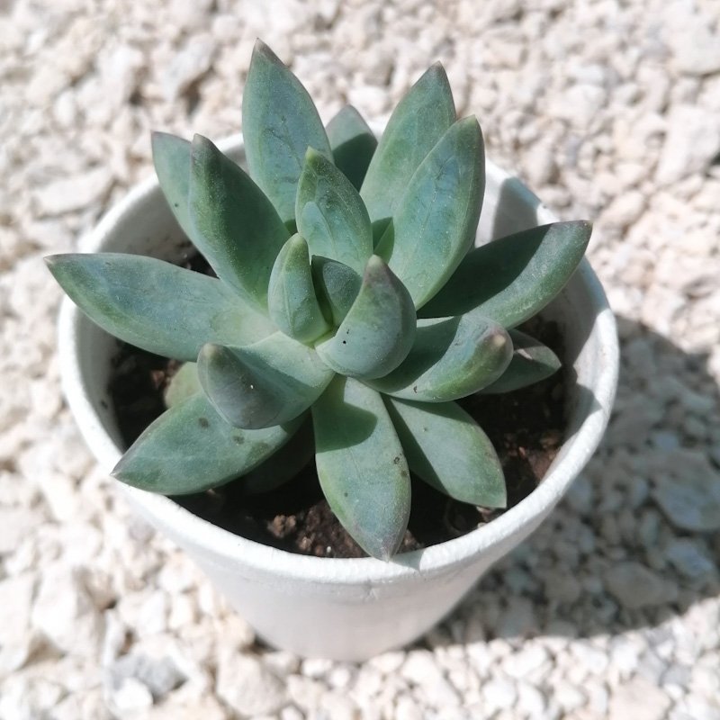 M-324: Pachyveria Bea