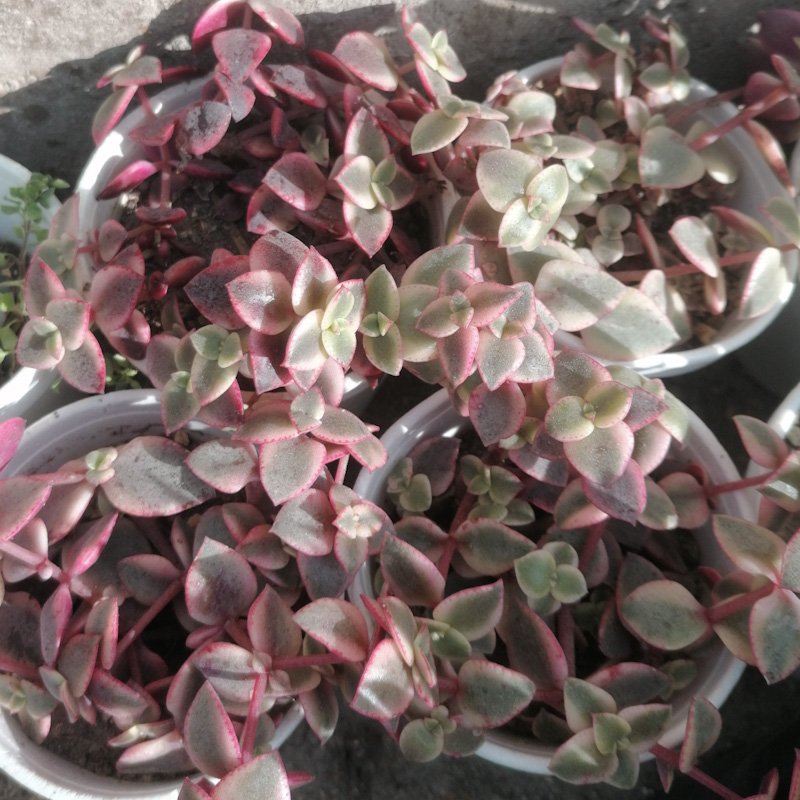 M-158: Crassula Pellucida Marginalis Variegata