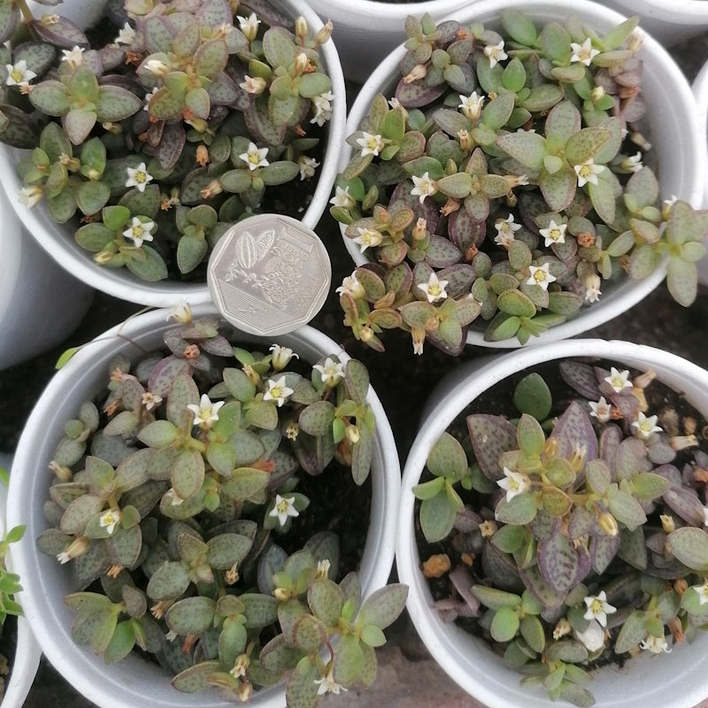 M-335: Crassula Volkensii