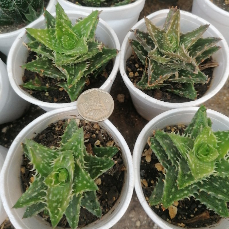 M-253: Aloe