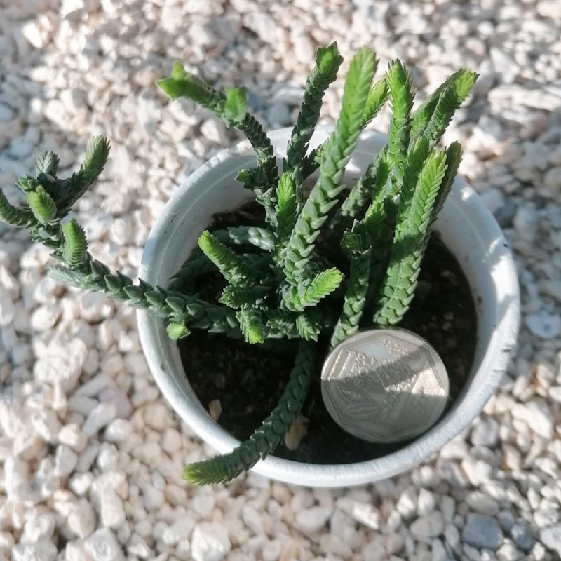 M-155: Crassula Muscosa
