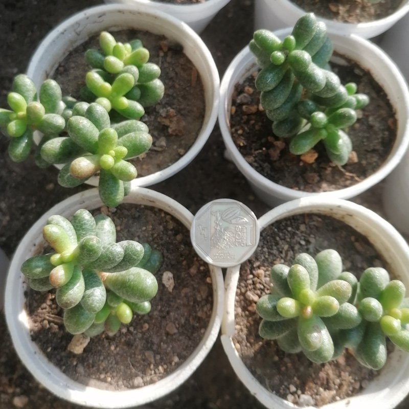 M-331: Sedum Hernandezii