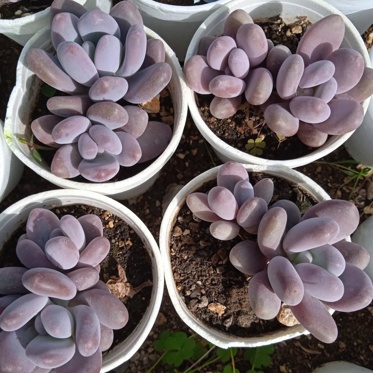 M-246A: Pachyphytum Oviferum Blue Haze