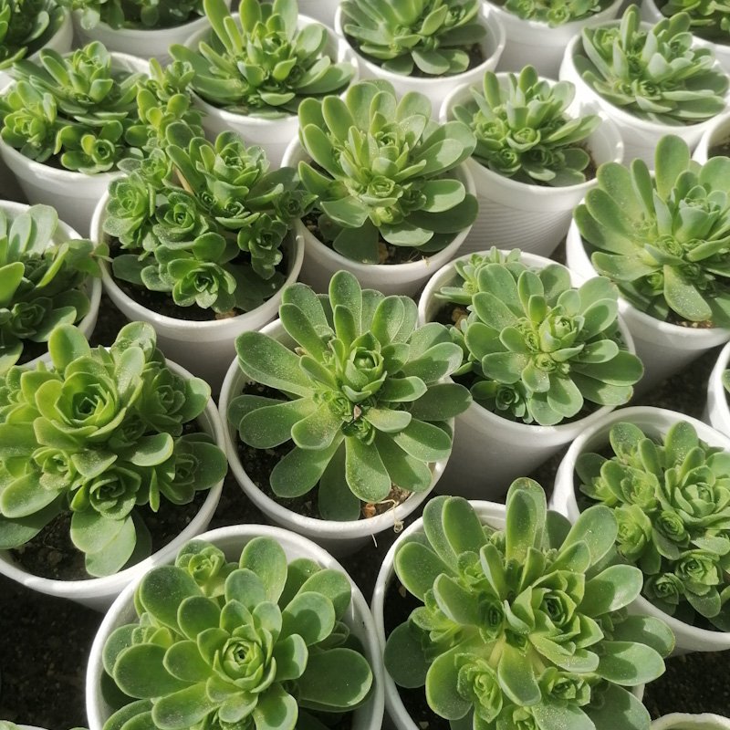 M-203: Grenovia Dodrentalis