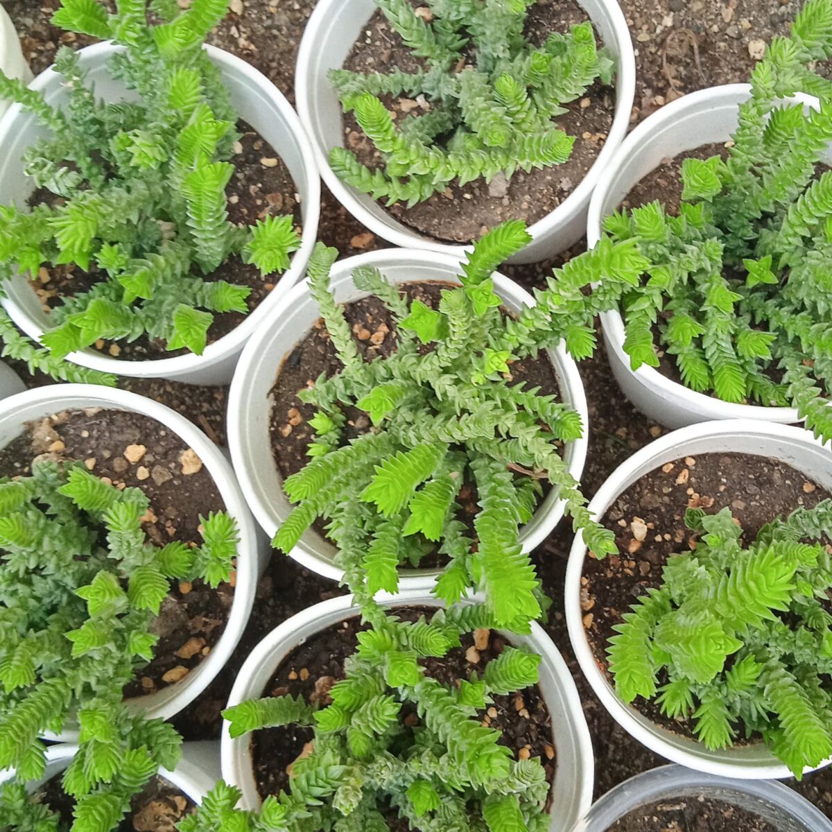 M-156: Crassula Muscosa Purpusii