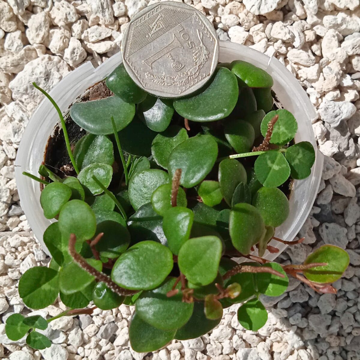 M-204: Peperomia Pepperspot